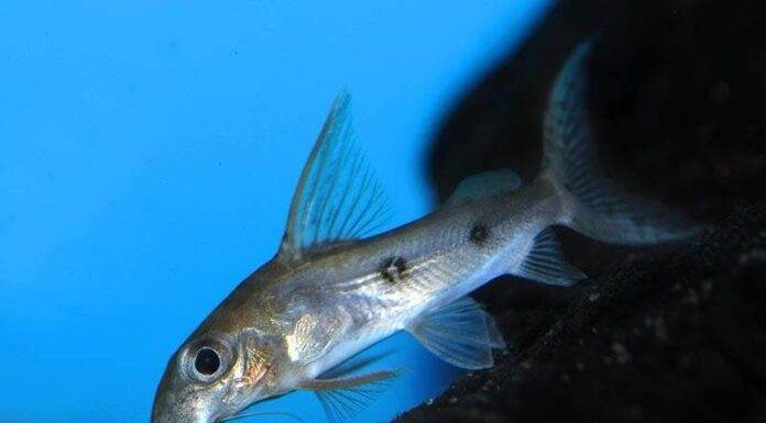 poisson Synodontis congicus