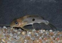 poisson Synodontis notatus