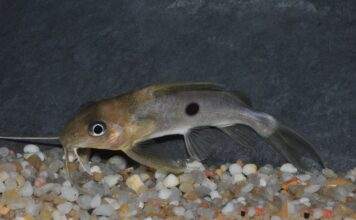 Fiche du poisson Synodontis notatus poisson Synodontis notatus