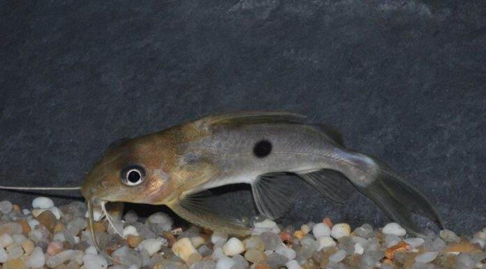 poisson Synodontis notatus