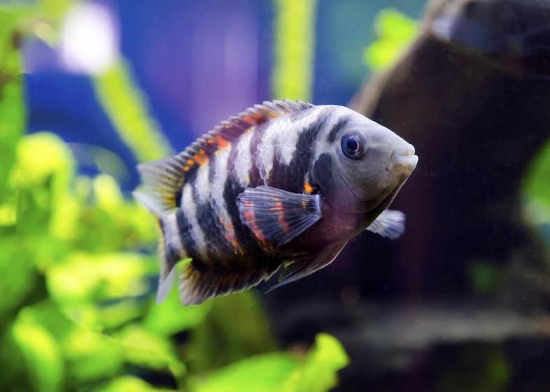 poisson nigro