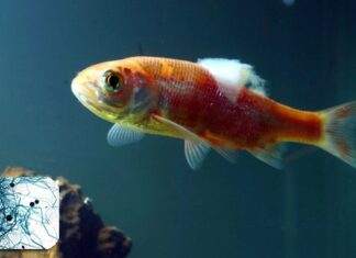 Maladie : mousse, fungus, mycoses chez les poissons traitement fungus poisson
