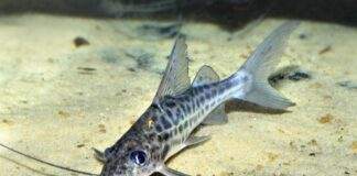 Pimelodus maculatus