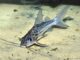 Fiche du poisson Pimelodus maculatus Pimelodus maculatus