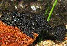 ancistrus temminckii