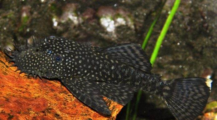 ancistrus temminckii