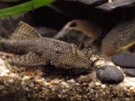 poisson Ancistrus temminckii
