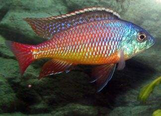 protomelas taeniolatus namalenje