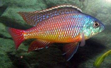 protomelas taeniolatus namalenje