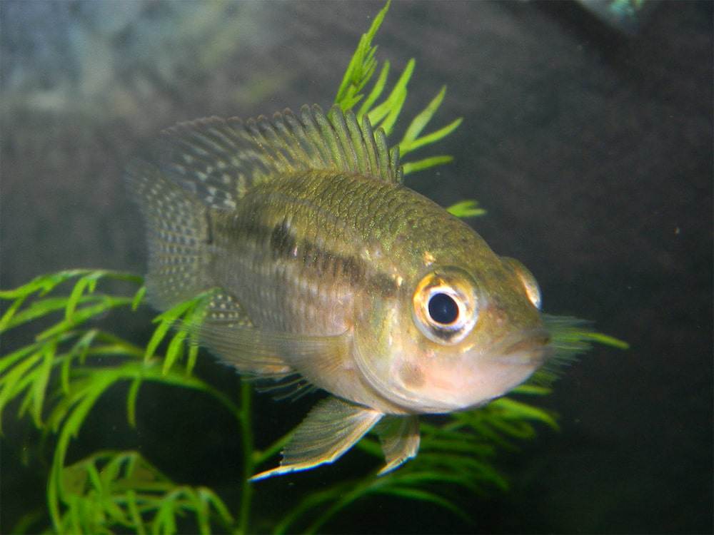 Acaronia nassa