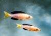 Cyprichromis leptosoma
