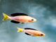Fiche du poisson Cyprichromis leptosoma Cyprichromis leptosoma