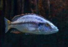 Dimidiochromis compressiceps
