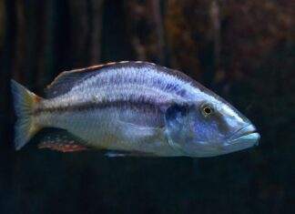 Dimidiochromis compressiceps