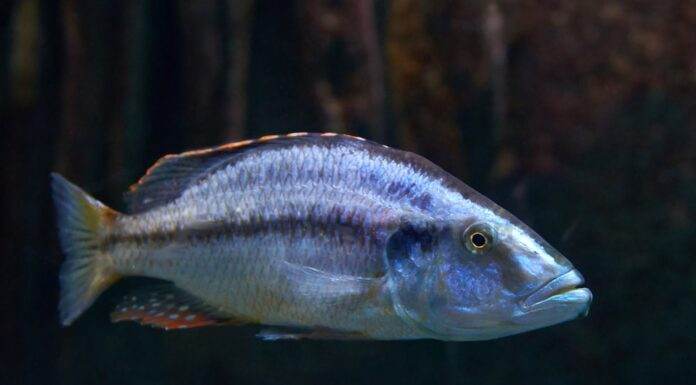 Dimidiochromis compressiceps