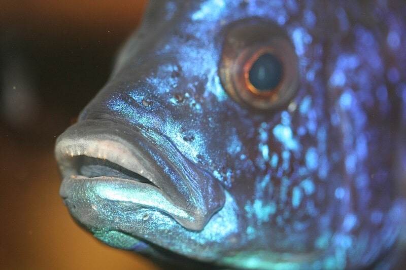Fiche du poisson Copadichromis azureus