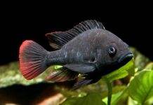Haplochromis nubilus