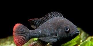 Haplochromis nubilus