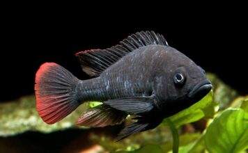 Fiche du poisson Haplochromis nubilus Haplochromis nubilus