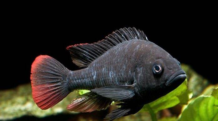 Haplochromis nubilus
