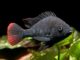 Haplochromis nubilus