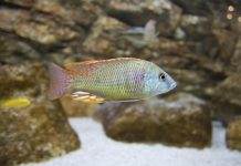 Fiche du poisson Labeotropheus fuelleborni Labeotropheus fuelleborni