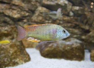 Fiche du poisson Labeotropheus fuelleborni Labeotropheus fuelleborni