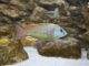 Fiche du poisson Labeotropheus fuelleborni Labeotropheus fuelleborni