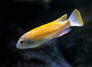 Fiche du poisson Labeotropheus trewavasae Labeotropheus trewavasae