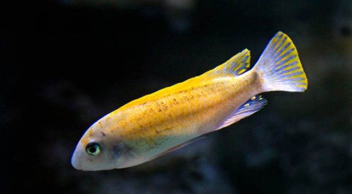 Labeotropheus trewavasae
