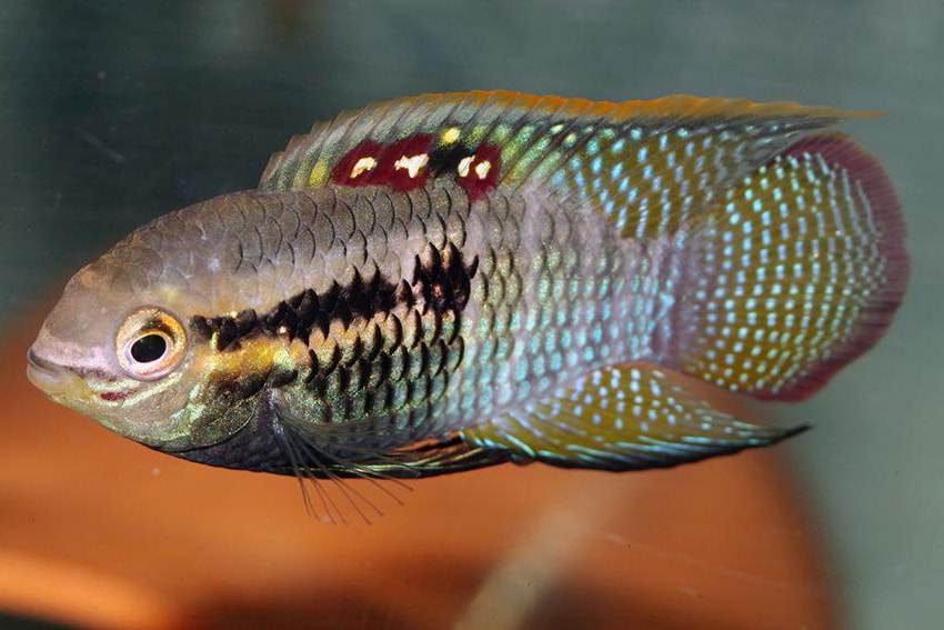 Laetacara curviceps