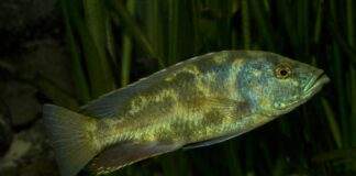 Leopard cichlid