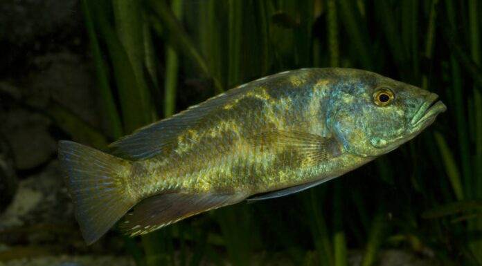 Leopard cichlid