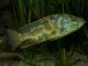 Fiche du poisson Nimbochromis polystigma Leopard cichlid