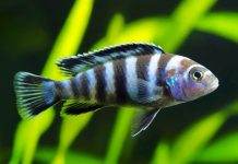 Maylandia zebra