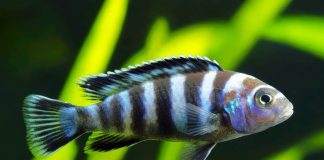 Maylandia zebra