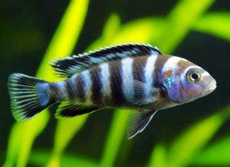 Fiche du poisson Maylandia zebra Maylandia zebra