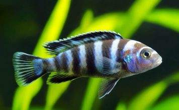 Maylandia zebra
