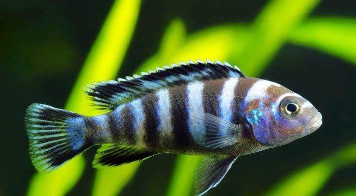 Maylandia zebra