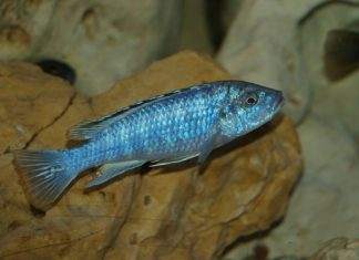 Melanochromis joanjohnsonae