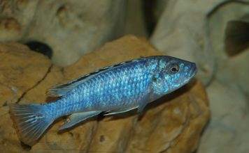 Fiche du poisson Melanochromis joanjohnsonae Melanochromis joanjohnsonae