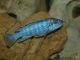 Fiche du poisson Melanochromis joanjohnsonae Melanochromis joanjohnsonae