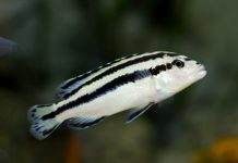 Melanochromis parallelus