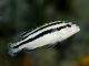 Fiche du poisson Melanochromis kaskazini Melanochromis parallelus