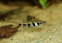 Nannostomus espei