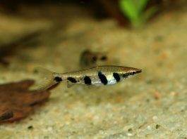 Nannostomus espei