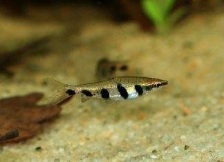 Nannostomus espei