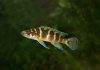Neolamprologus cylindricus