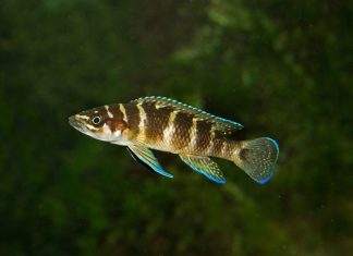Fiche du poisson Neolamprologus cylindricus Neolamprologus cylindricus
