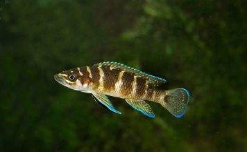 Neolamprologus cylindricus